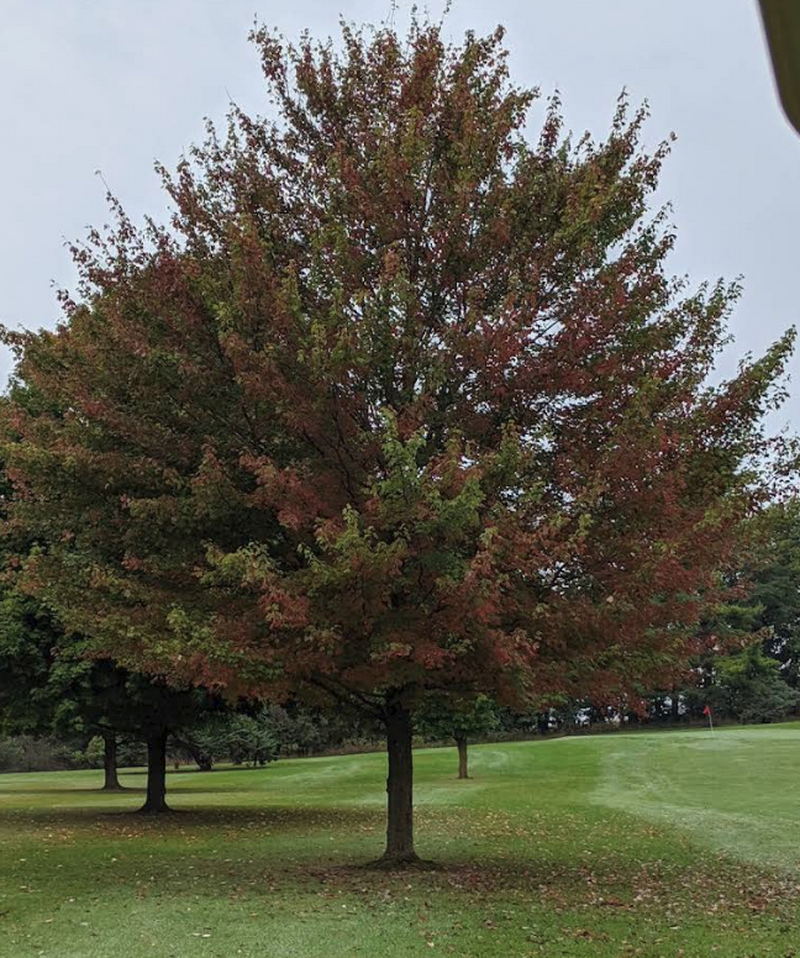 Tomac Woods Golf Course - From Web Site (newer photo)